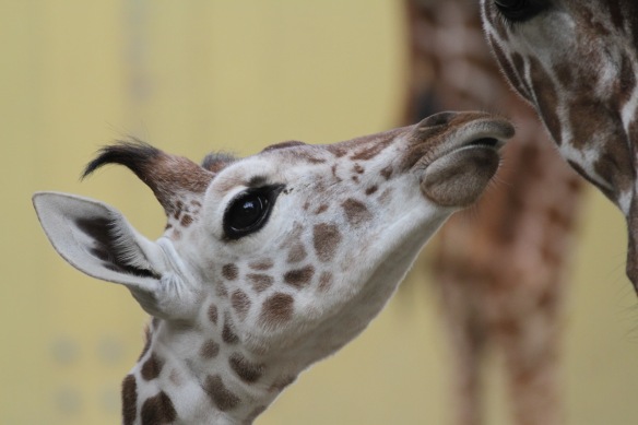 Giraffe baby, 30th October 2017