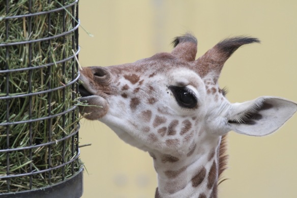 Giraffe baby, on 30 October 2017