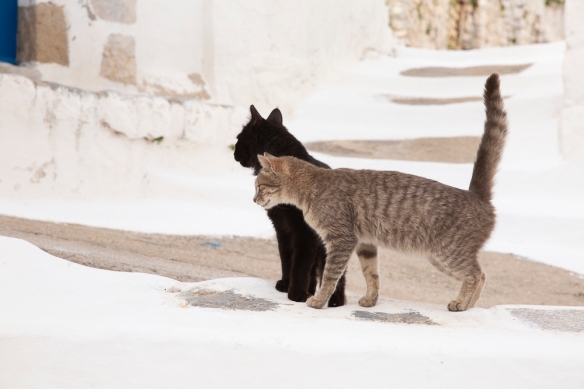 Megalo Chorio, cats, 24 April 2019
