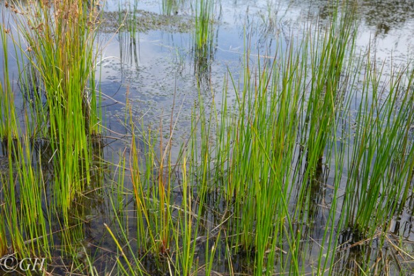 Naardermeer marsh plants, 19 August 2019