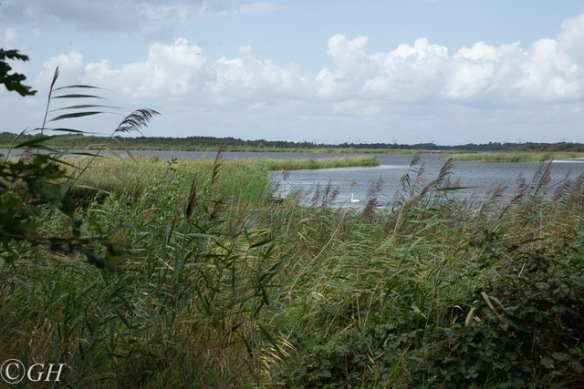Naardermeer mute swan, 19 August 2019