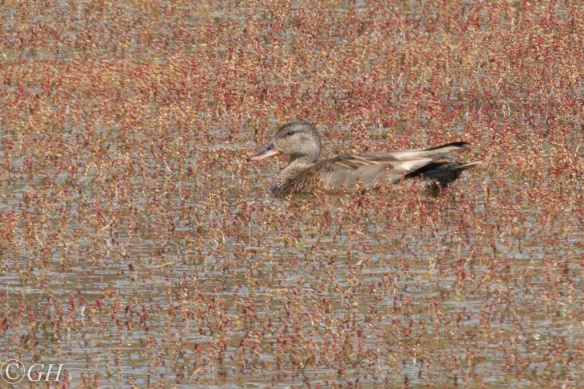 Gadwall, on 20 May 2020